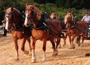 Asociacion de criadores de caballos de tiro pesado - Colombia