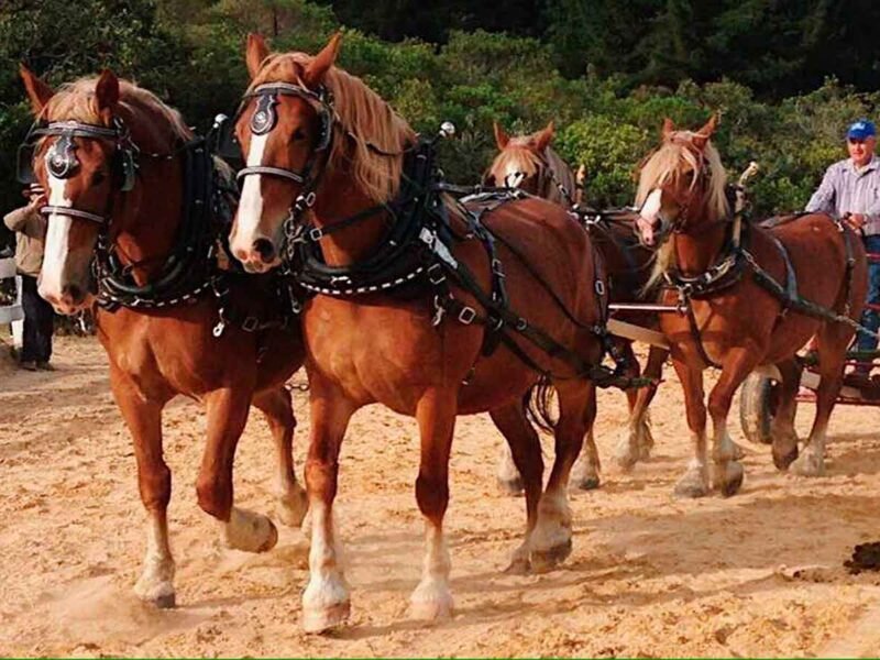 Asociacion de criadores de caballos de tiro pesado - Colombia