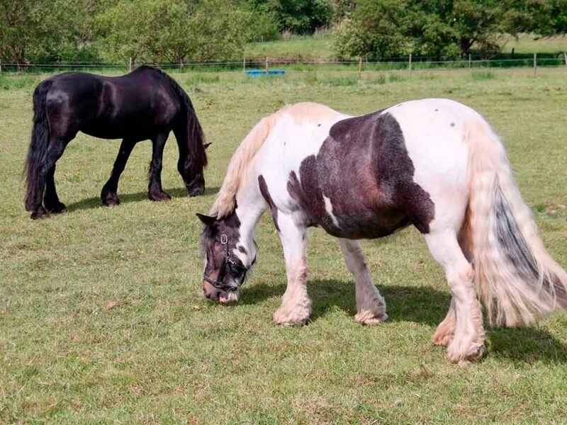 pinto de tiro - asociacion colombiana de criadores de caballos de tiro pesado-2