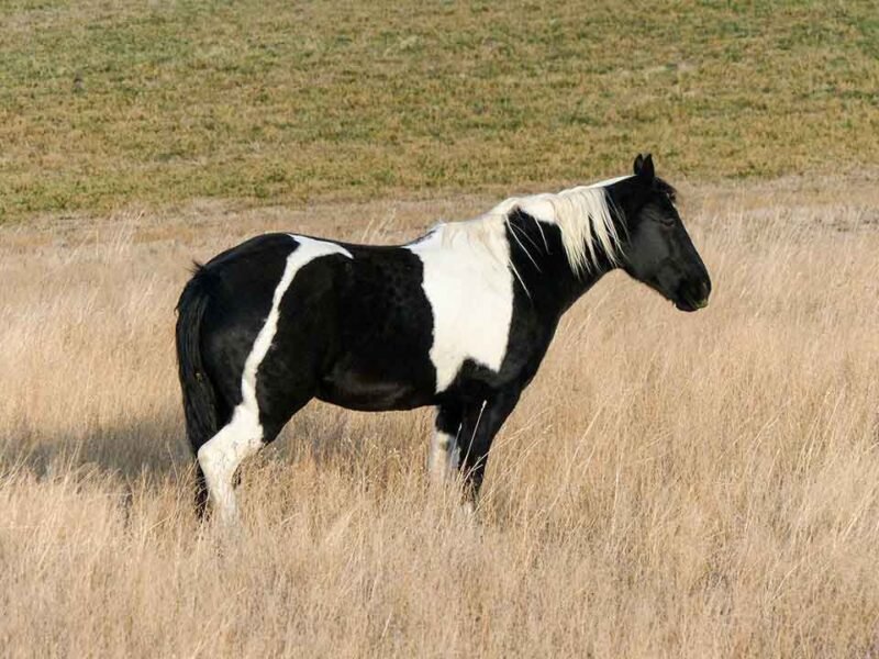 pinto de tiro - asociacion colombiana de criadores de caballos de tiro pesado-3