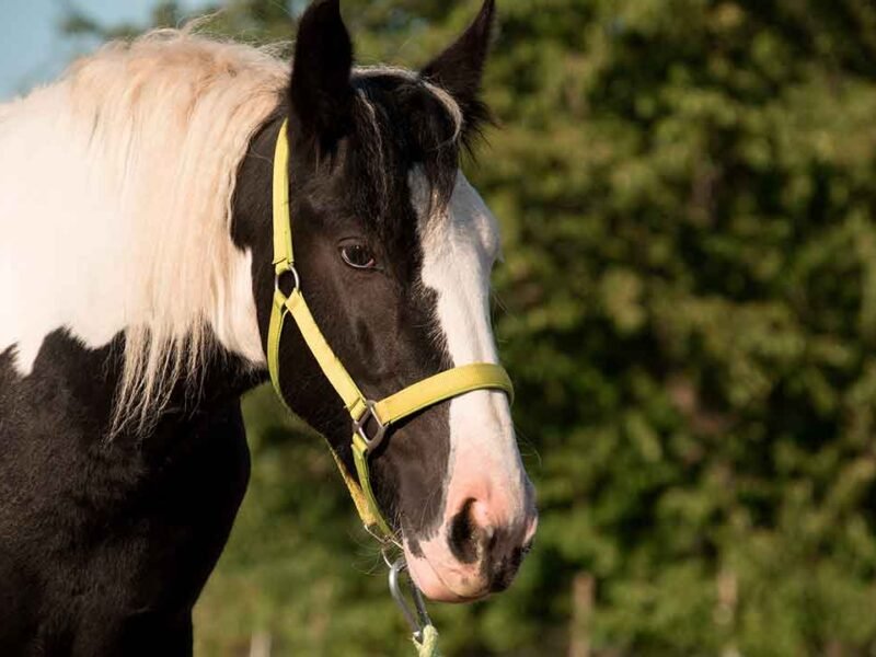 pinto de tiro - asociacion colombiana de criadores de caballos de tiro pesado